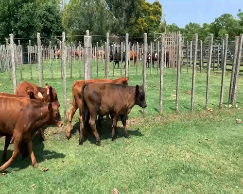 Lote 14 Terneros en Melo, Cerro Largo