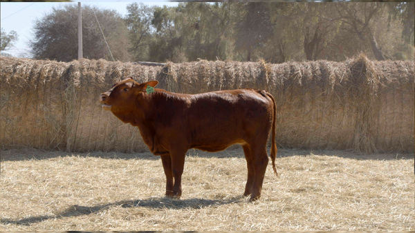 Lote HEMBRAS Remate Nucleo Genbra