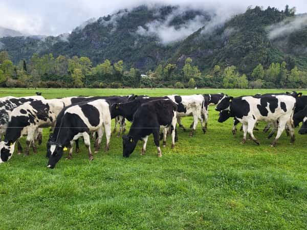 Lote 60 Vaquilla Engorda en Futrono, XIV Región Los Ríos