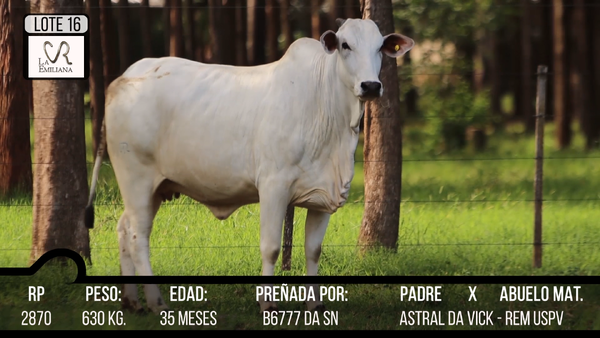 Lote LOTE 16