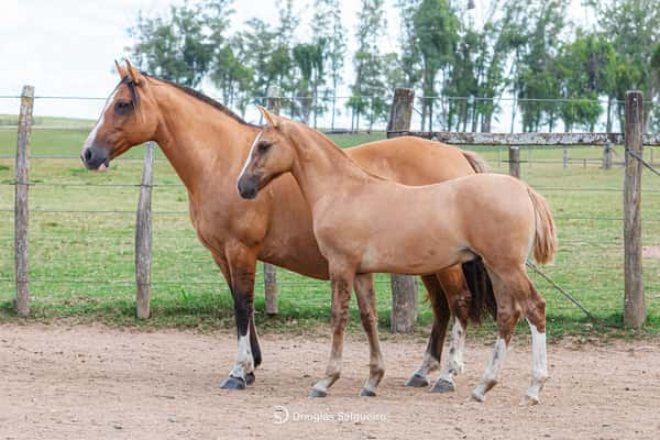 Lote PAYESERA DEL QUEGUAY