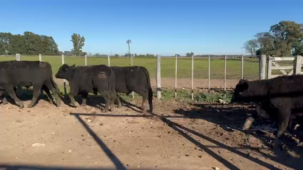 Lote 66 Novillitos en Buenos Aires