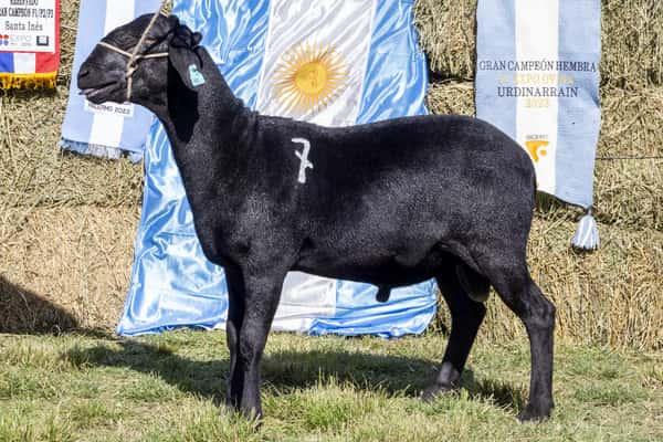 Lote SANTA INES P.P.