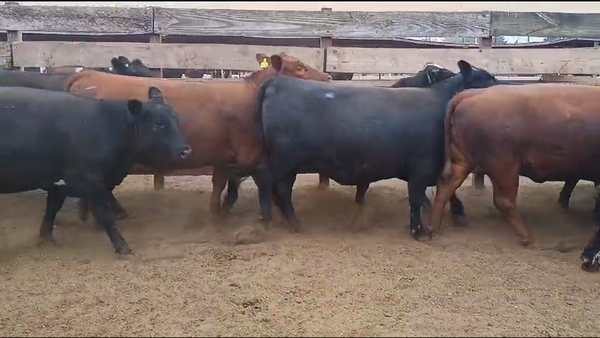 Lote 20 Vaquilla Gorda en Los Ángeles, VIII Región Biobío