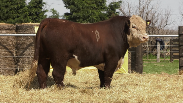 Lote TOROS P. HEREFORD PURO REGISTRADO