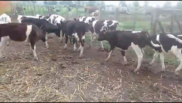 Lote 12 Terneros a remate en Pantalla Camy  en San Gregorio
