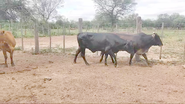 Lote 35 Vacas de invernar en Campo Gallo, Santiago del Estero
