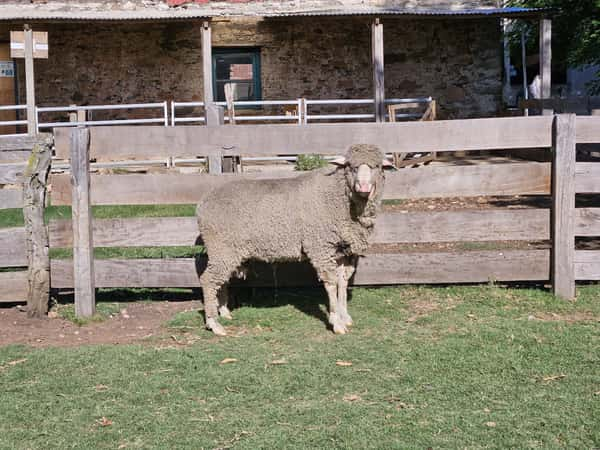 Lote Carneros a remate en Subasta Online - Nambi Guasu, Lavalleja