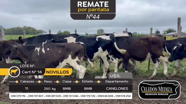 Lote 11 Novillos en Canelones