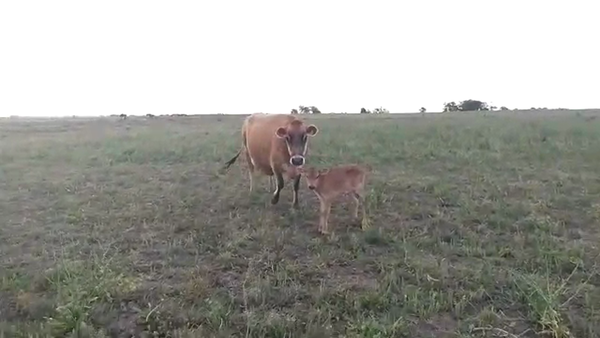 Lote 2 Piezas de Cría Jersey