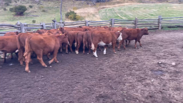 Lote 45 Vaquilla Engorda en Coyhaique, XI Región Aysén