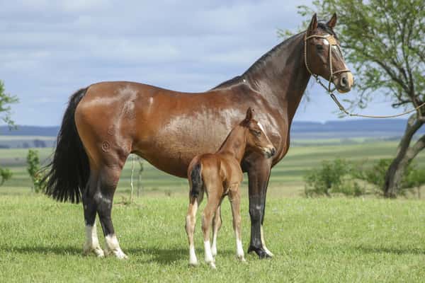 Lote CAMPANA XARADA