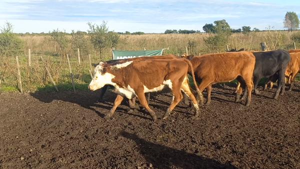 Lote 55 Novillitos EN IBICUY ENTRE RIOS