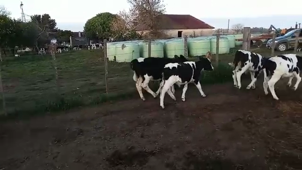 Lote (Vendido)41 Terneros HOLANDO a remate en Pantalla Camy Mayo - Desde La Cuenca 80kg - , San José