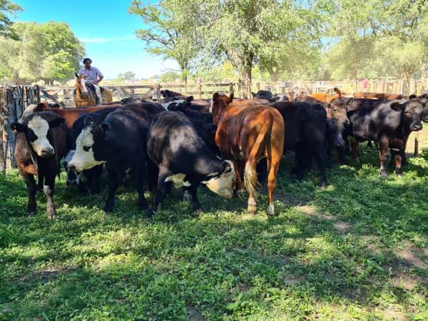 Lote 29 Novillitos en Gral. Lamadrid, Buenos Aires