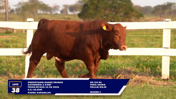 Lote LOTE 38
