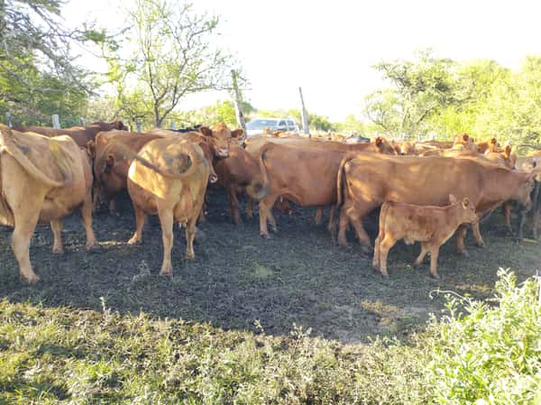 Lote 33 Vacas CUT preñadas en Los Conquistadores, Entre Ríos