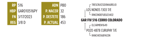 Lote LOTE 11