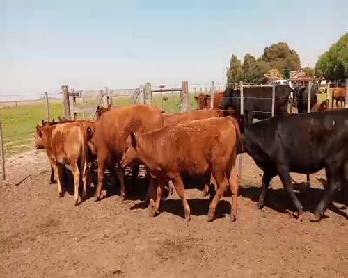Lote 10 Terneros/as en Salazar, Buenos Aires