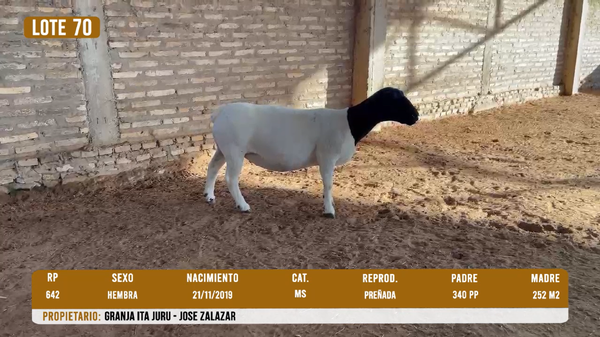 Lote LOTE 70