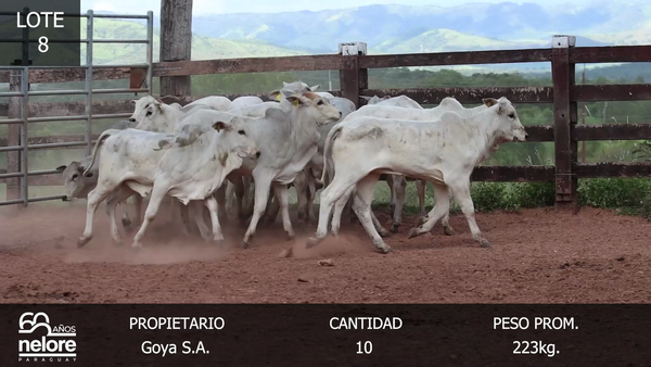 Lote LOTE 8- POR PANTALLA