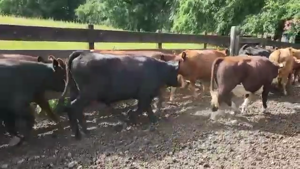 Lote 50 Novillo Engorda en Los Lagos, XIV Región Los Ríos