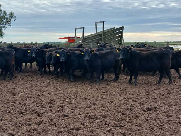 Lote 85 Vaquillonas C/ gtia de preñez