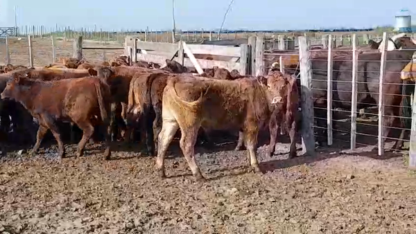 Lote 140 Terneras en Buenos Aires, Daireaux