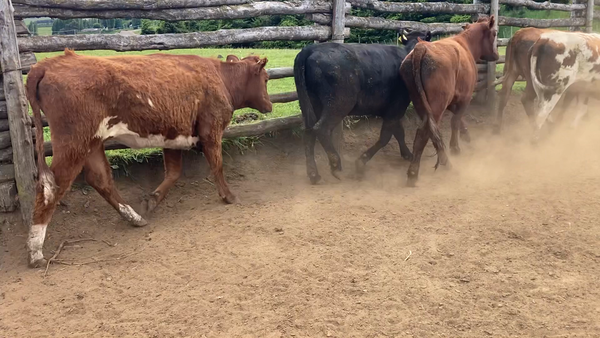 Lote 16 Vaquilla Engorda en Coyhaique, XI Región Aysén