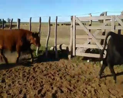 Lote 100 Novillitos en Winifreda, La Pampa