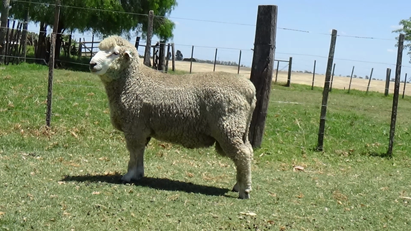 Lote Borrego PO