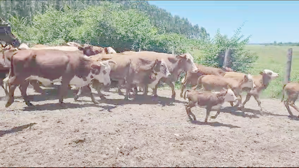 Lote 36 Vacas CUT con cría en Saladas, Corrientes