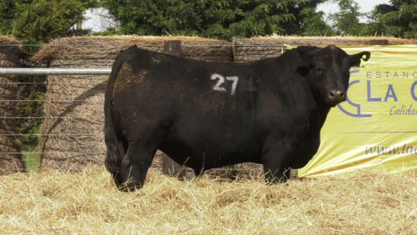 Lote TOROS ANGUS PURO CONTROLADO