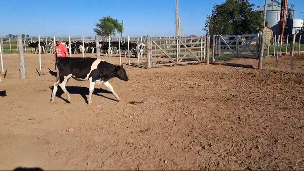 Lote 19 Novillitos Holando Argentino en Porteña, Córdoba