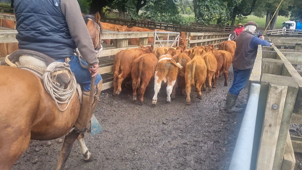 Lote 75 Ternero en Cunco, IX Región Araucanía