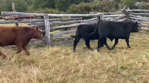 Lote 29 Ternero en Río Ibáñez, XI Región Aysén