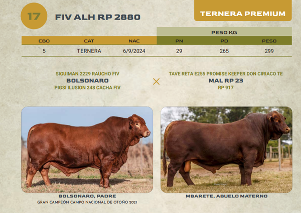 Lote LOTE 17