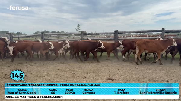 Lote LOTE 145