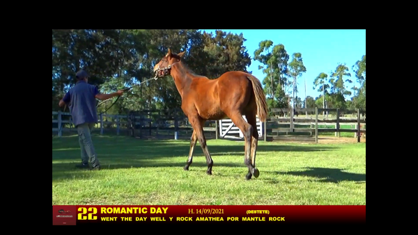 Lote ROMANTIC DAY