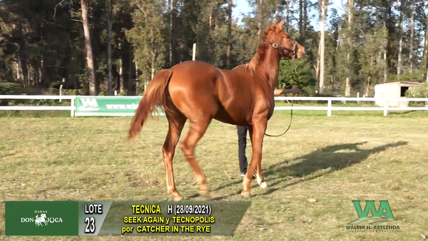 Lote TECNICA