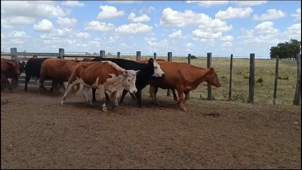 Lote 35 Vacas preñadas en Chapicuy, Paysandú