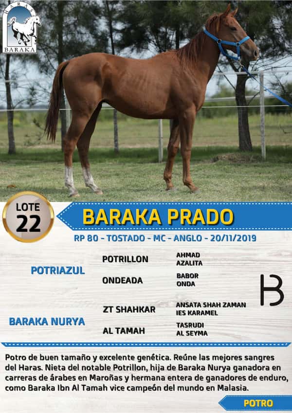Lote BARAKA PRADO