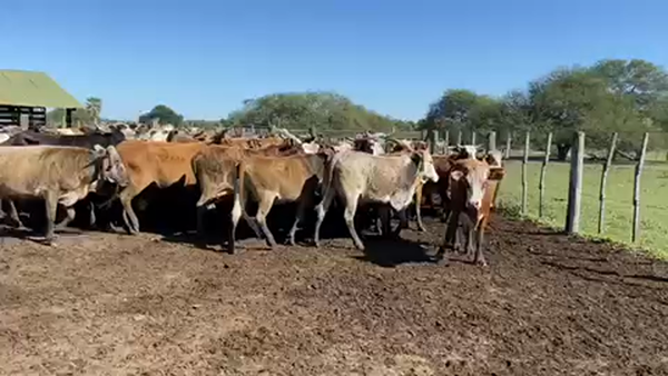 Lote 50 Vacas usadas preñadas en Pto. Eva Perón, Chaco