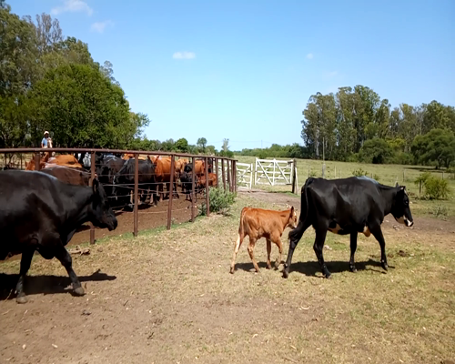 Lote 46 Vacas medio uso C/ cria en Concepción del Uruguay, Entre Ríos