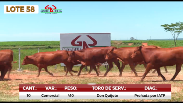 Lote LOTE 58
