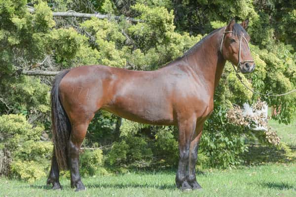 Lote Yubely Lunanca Campera