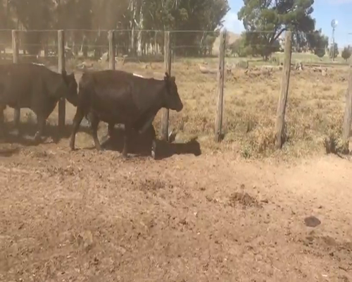 Lote 48 Vacas en SIERRA DE LA VENTANA , Buenos Aires