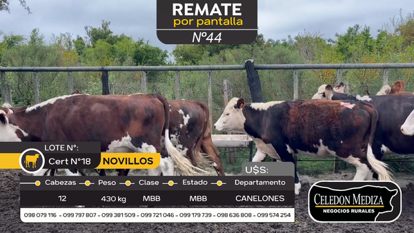 Lote 12 Novillos en Otra Localidad, Canelones