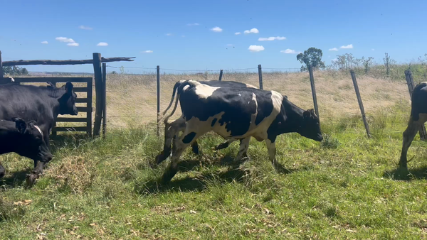 Lote TERNEROS