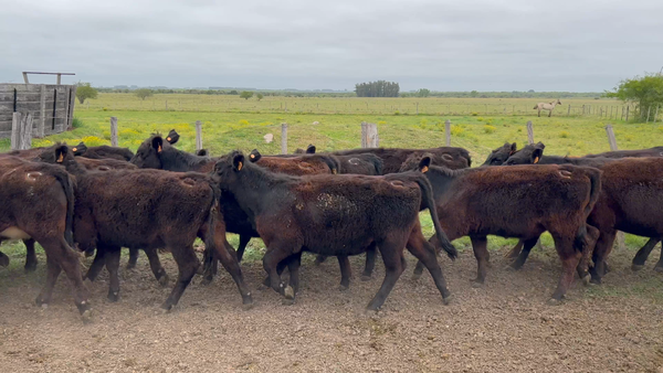 Lote 64 Terneras en Rincón de Conde, Canelones